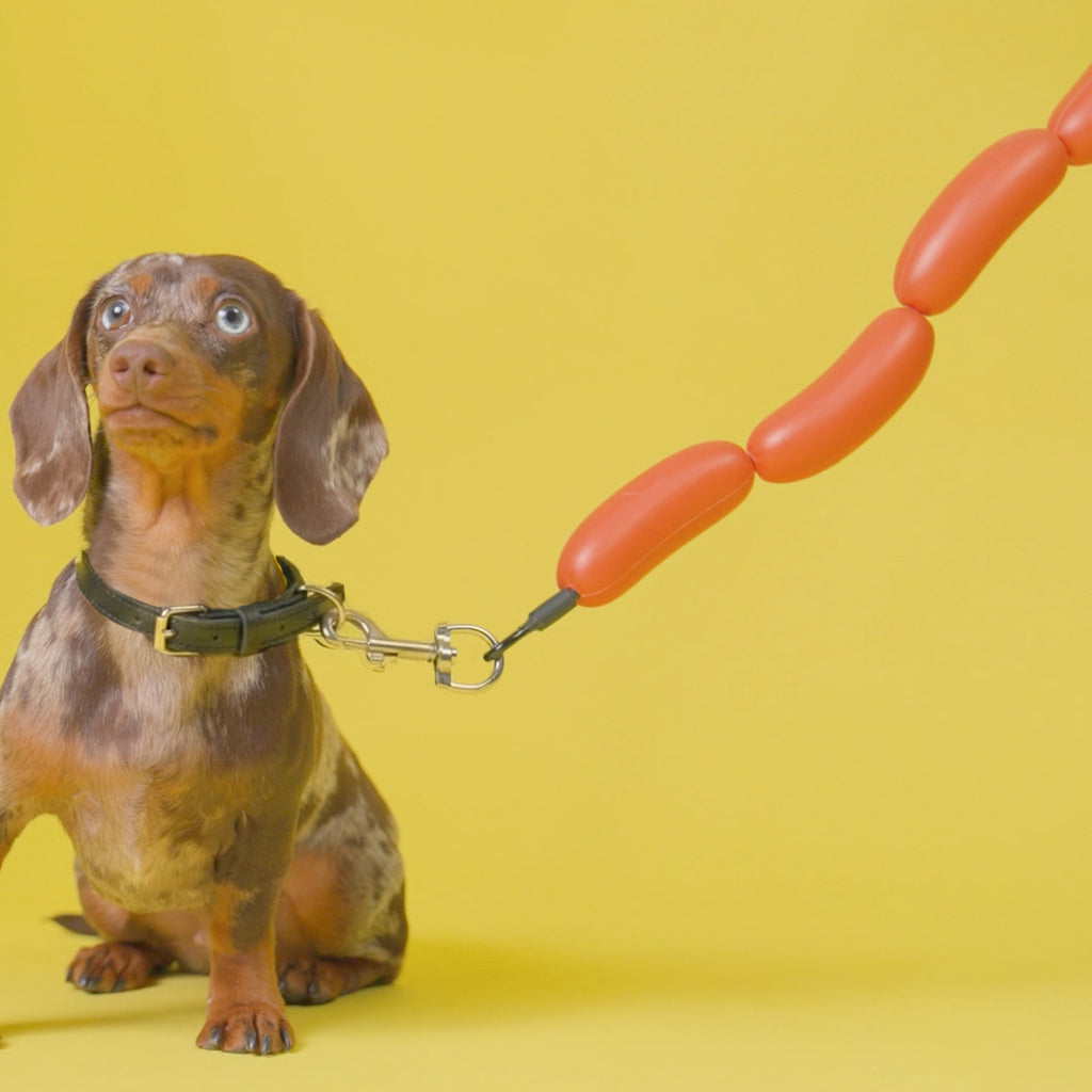 balvi-lifestyle-hot-dog-laisse-chien-orange image 2